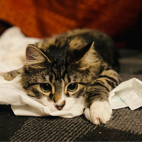 Meet your Posher, Lili - Picture 11 of 16